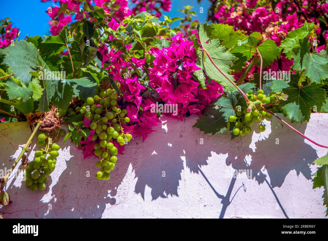 Parete imbiancata con bouganvillea rosa o viola con foglie di vite e grappoli di uva verde che gettano la loro ombra sul muro Foto Stock