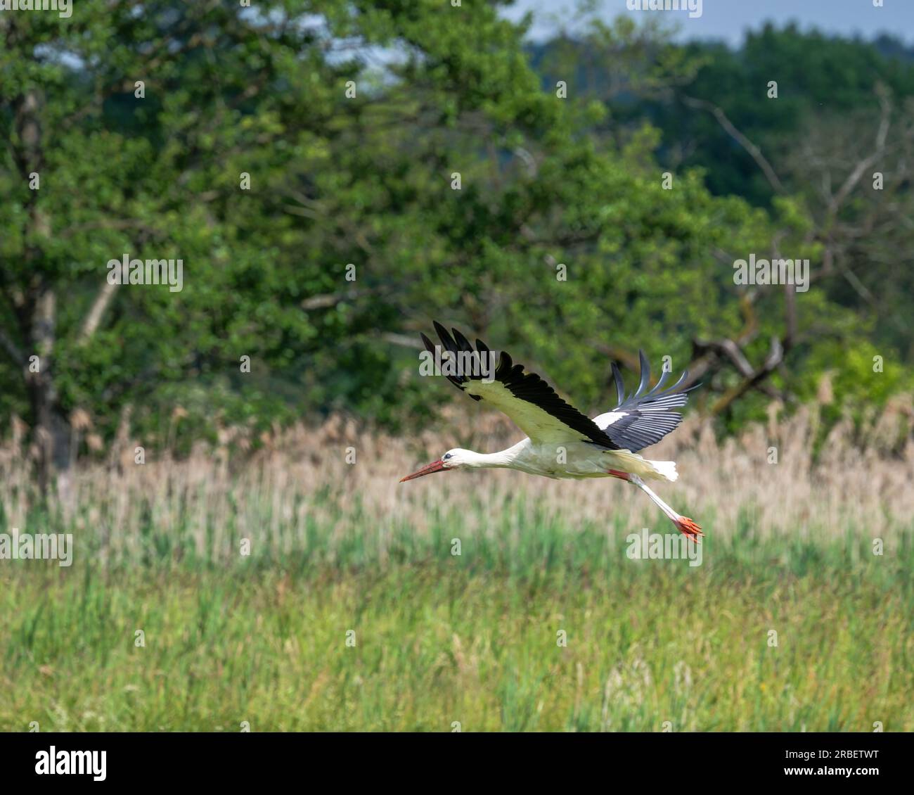 Cicogna bianca (Ciconia ciconia) che vola sopra un prato Foto Stock