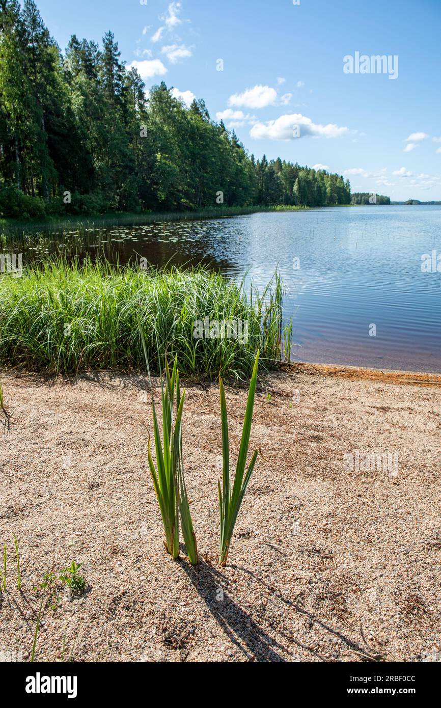 Spiaggia sabbiosa del lago Kankarinjärvi nelle soleggiate giornate estive a Kihniö, Finlandia Foto Stock