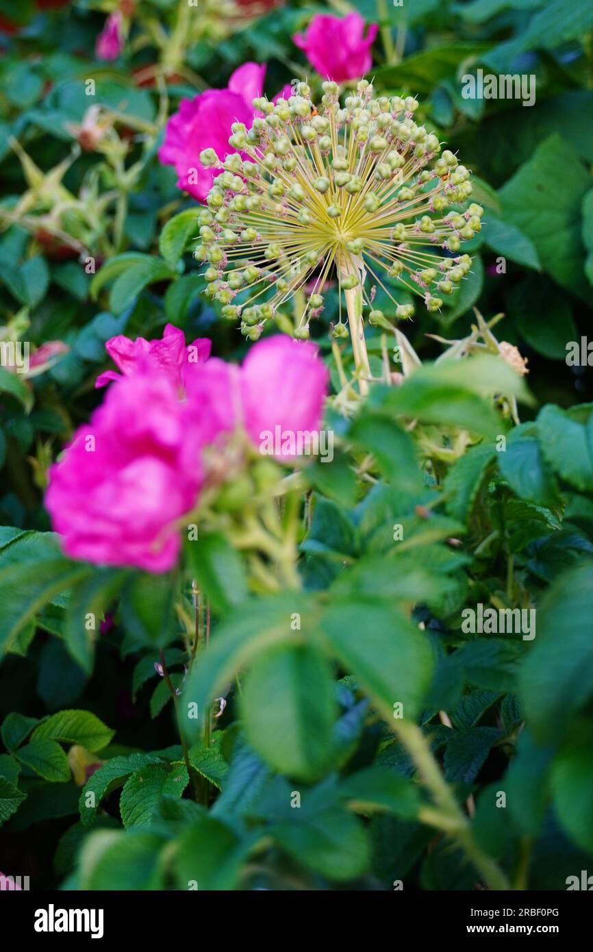 allium ornamentale appassito circondato da rose selvatiche, le cosiddette rose di mele. Foto Stock