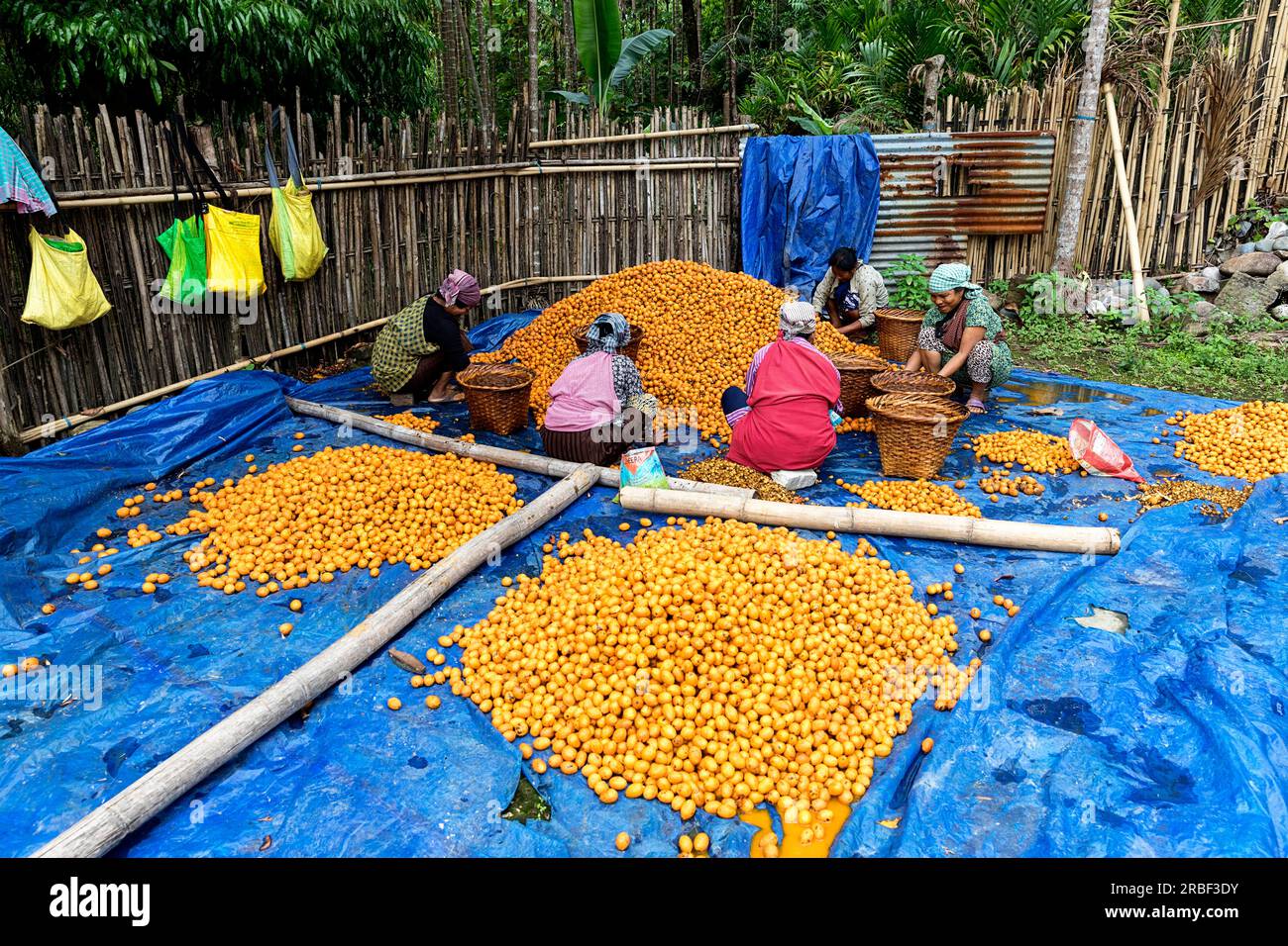 Donne in abiti tipici sedute a terra e che cercavano frutta di betel dopo il raccolto, un villaggio vicino a Mawlynnong, nel nord-est dell'India Foto Stock