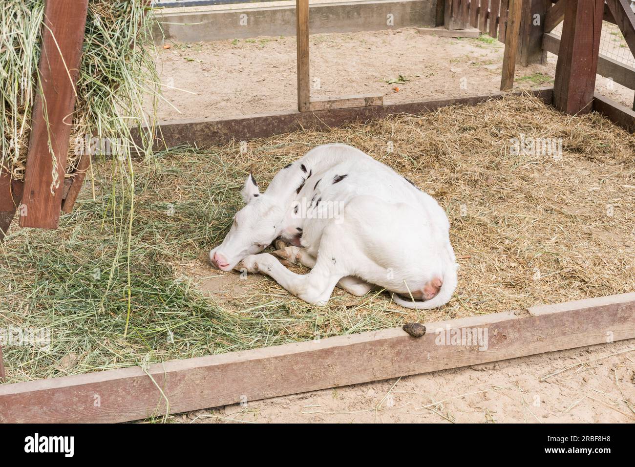 Una giovane mucca bianca maculata giace sull'erba secca nel paddock di legno Foto Stock