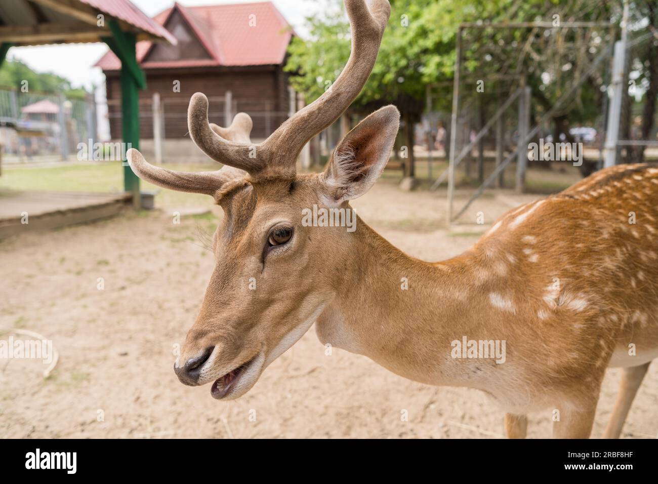 Un cervo nel parco da vicino guarda la macchina fotografica sullo sfondo di una casa di legno Foto Stock