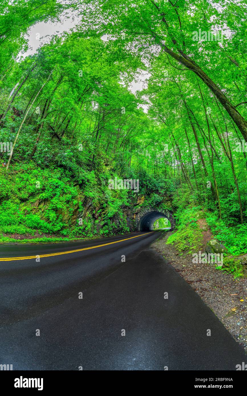 Obiettivo fish eye verticale scattato attraversando un tunnel delle Smoky Mountains in una giornata di pioggia. Foto Stock