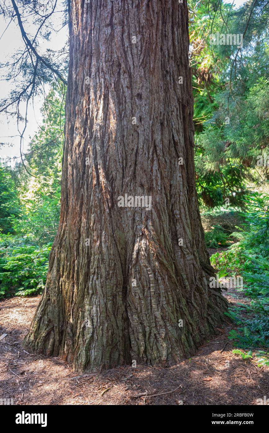 Enorme tronco di una sequoia gigante (Sequoiadendron giganteum) Foto Stock