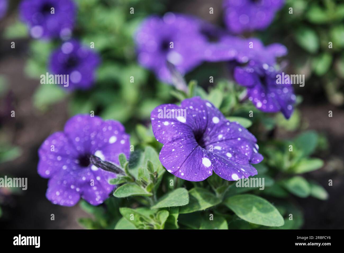 Pianta decorativa in fiore Petunia Hybrid Splash Dance Bolero Blue nel design paesaggistico. Sfondo floreale estivo. Fiori viola con macchie uniche Foto Stock