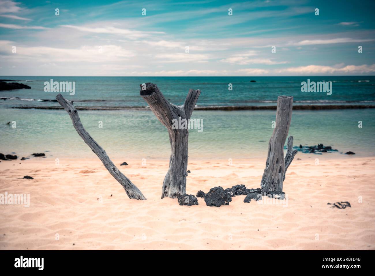 Alberi morti su una spiaggia di sabbia hawaiana Foto Stock