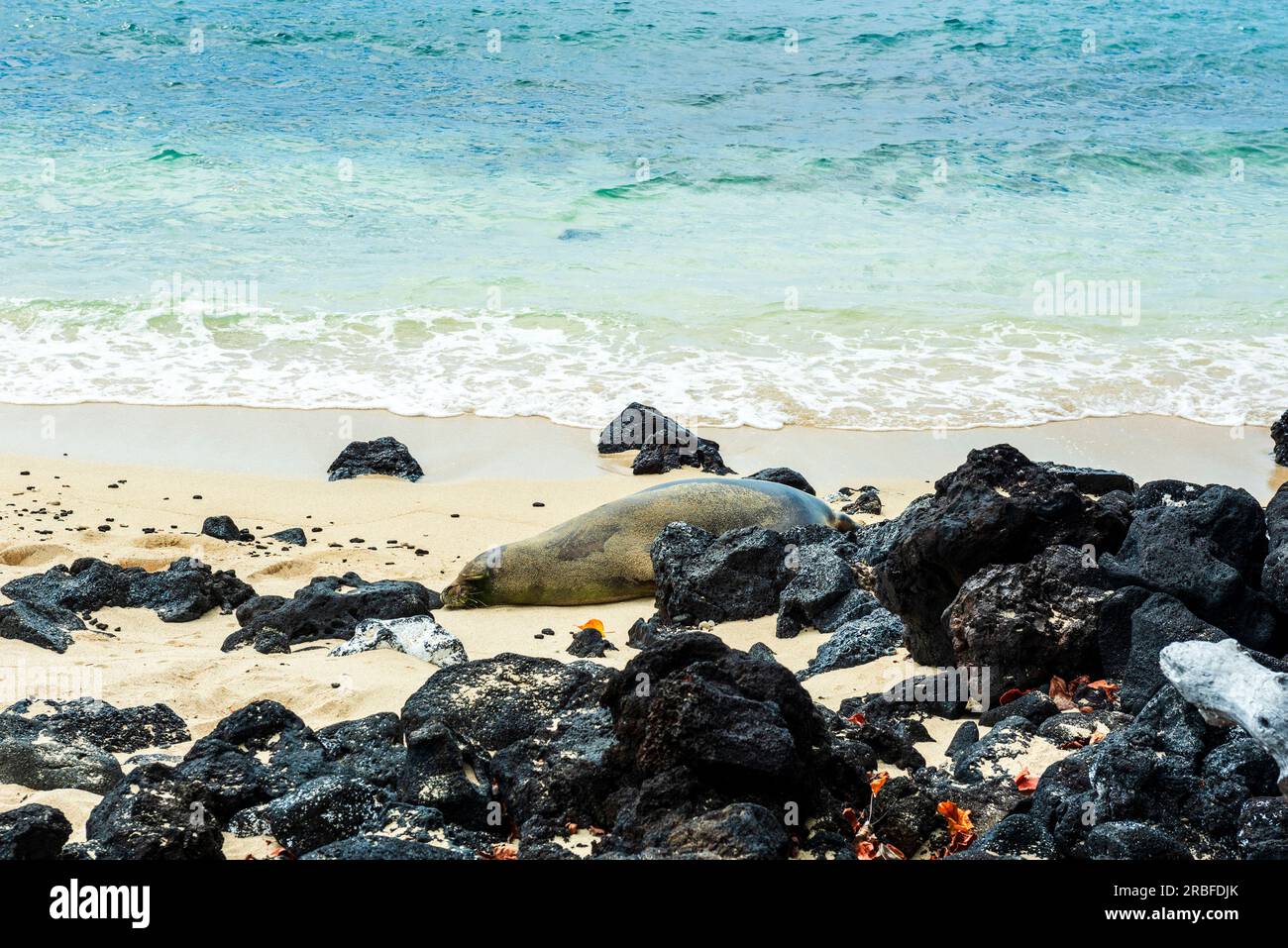 Foca monaca hawaiana che riposa su una spiaggia Foto Stock