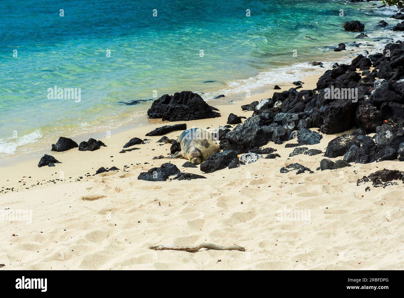 Foca monaca protetta su una spiaggia hawaiana Foto Stock