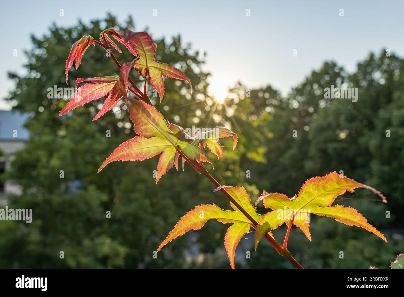 piantina d'acero sul balcone sotto la luce posteriore Foto Stock