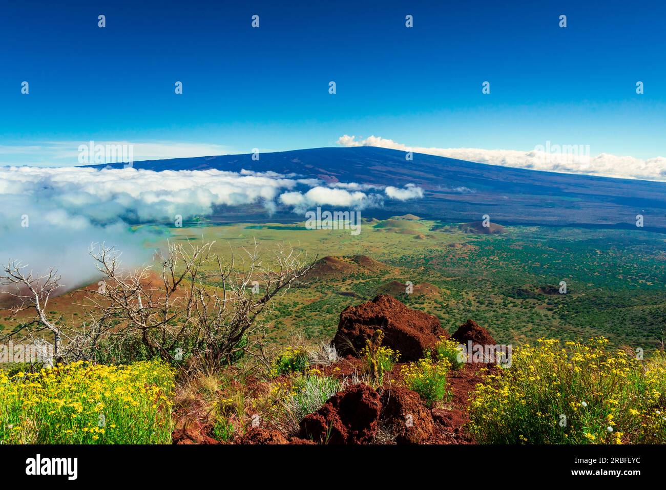 Vegetazione e coni di cenere intorno al vulcano Mauna Loa Foto Stock