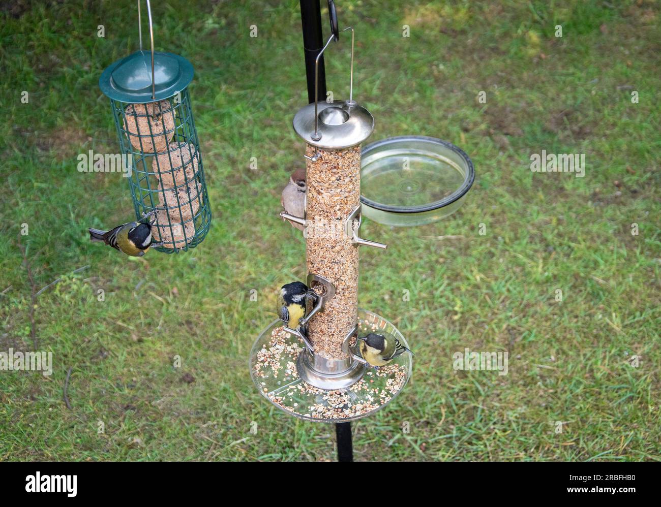 Foto di uccelli che mangiano semi da un alimentatore di uccelli in estate nel giardino Foto Stock
