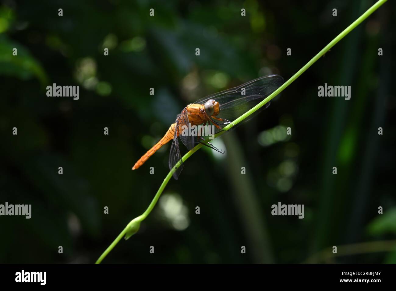 Vista frontale di una libellula di falco palustre dalla coda di cremisi seduto sopra un lungo fusto di fagioli Foto Stock