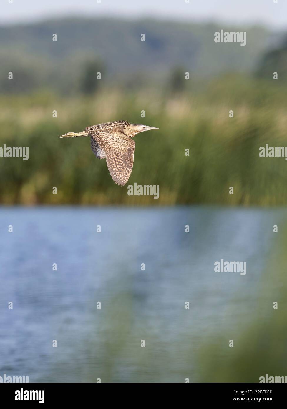 Bittern ( Botaurus stellaris ) che vola sull'acqua. Ali giu' Foto Stock