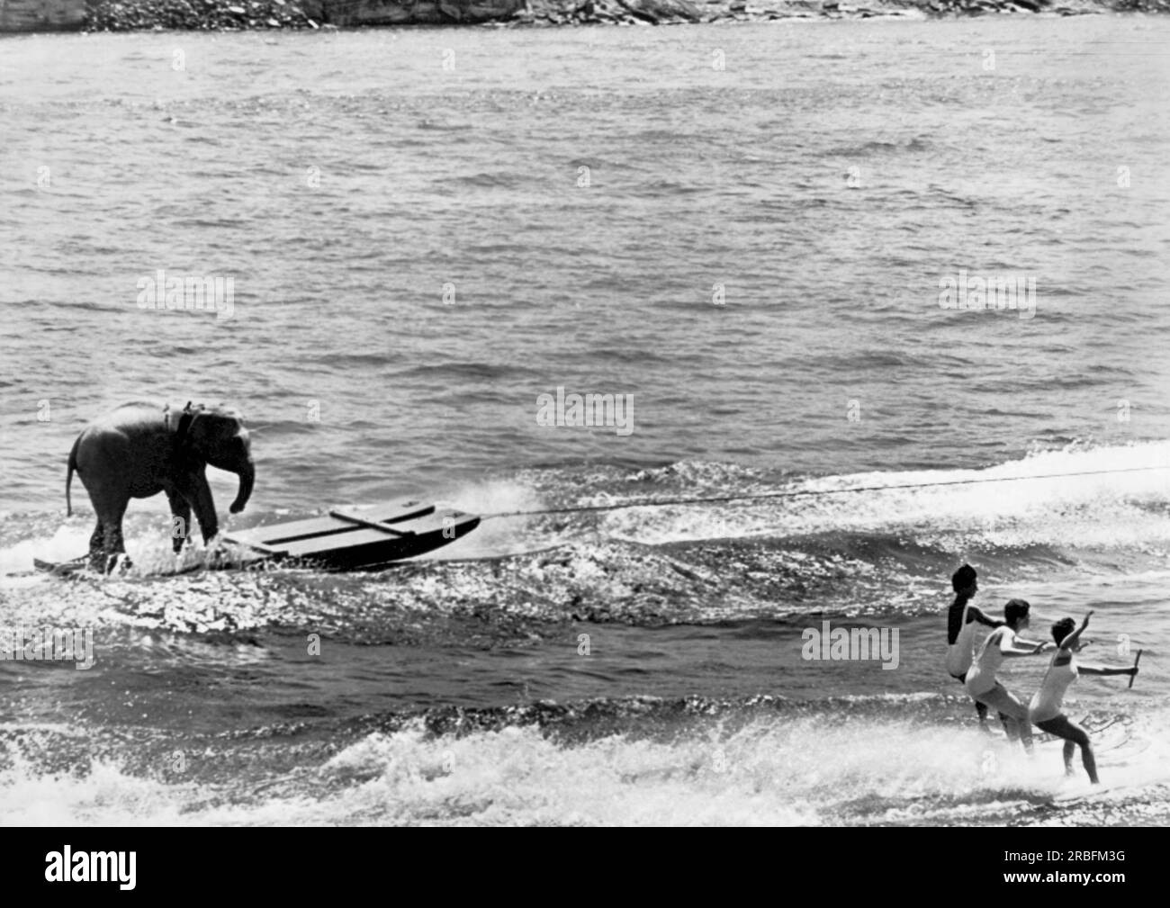 Portland, Oregon: Maggio 1961, un elefante sci d'acqua insieme a tre donne sul fiume Willamette come parte di una trovata pubblicitaria per un circo. Foto Stock