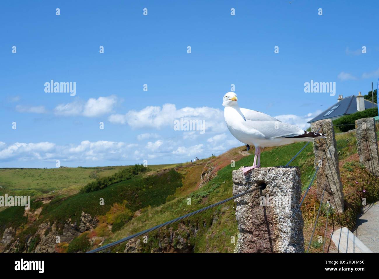 Un gabbiano che gode della vista sul punto più meridionale, la lucertola Cornovaglia Regno Unito Foto Stock