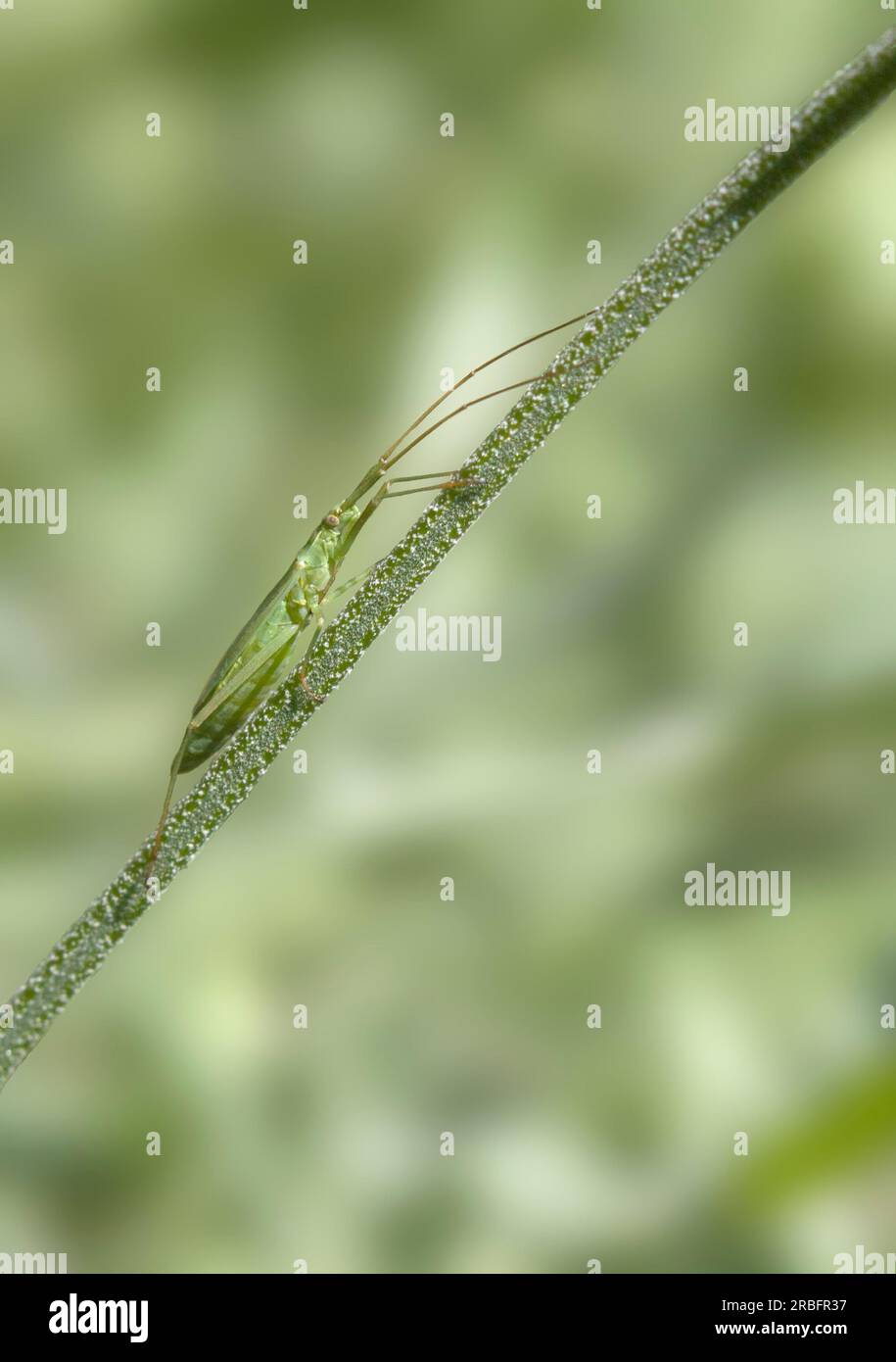 Stilt Bug Foto Stock