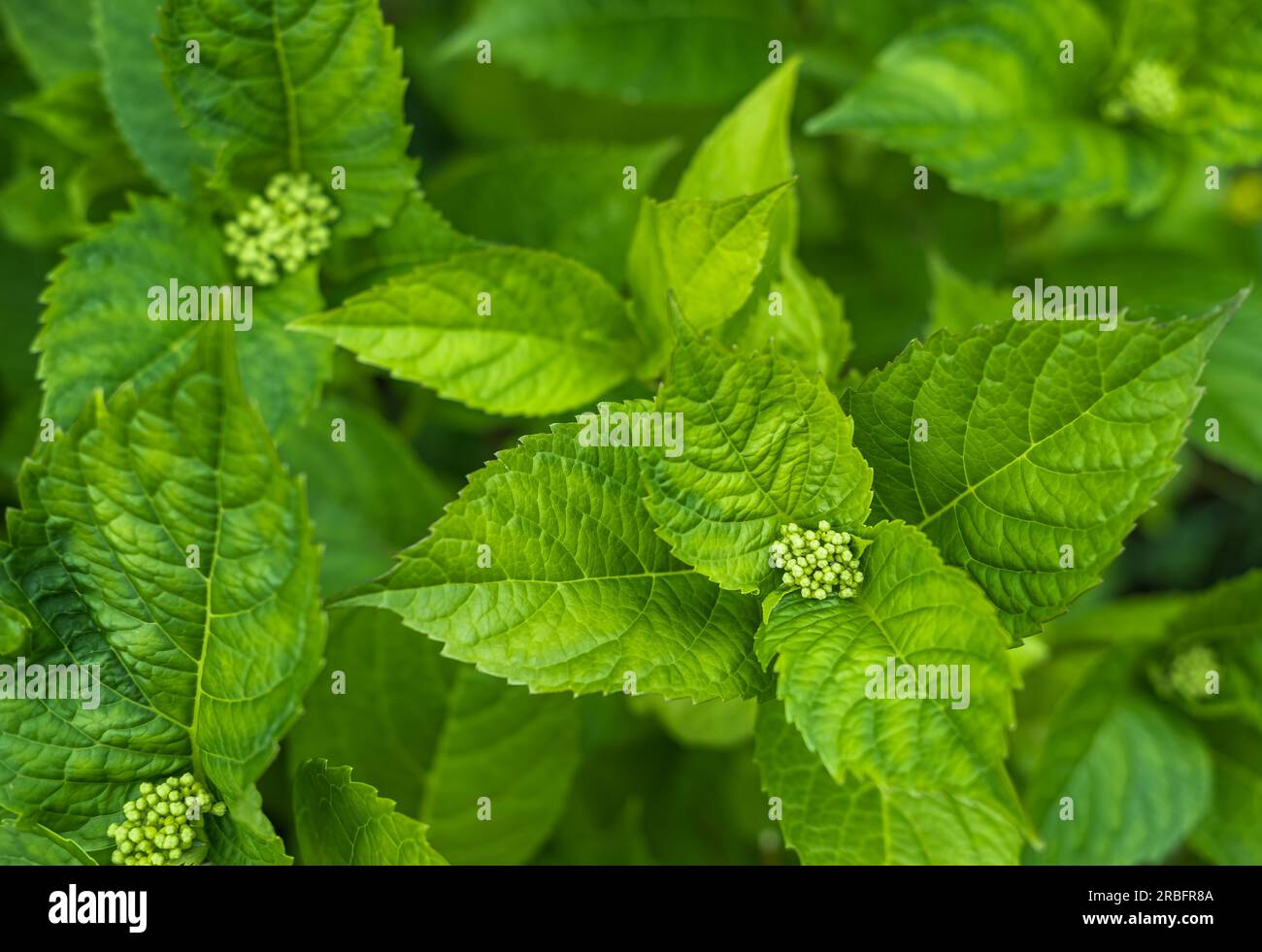 Foglie verdi di ortensie bigleaf per sfondo. Foglie verdi lucide in un giardino. Hydrangea macrophylla o arbusto bigleaf Hortensia. Nessuno, vista dall'alto Foto Stock