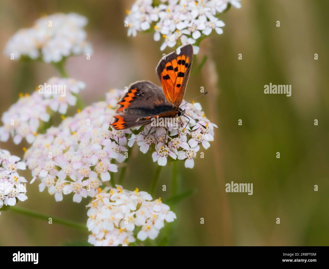 Piccola farfalla di rame arancione e nera, Lycaena phlaeas, che si nutre di yarrow, Achillea millefolium, in una prateria del Regno Unito Foto Stock