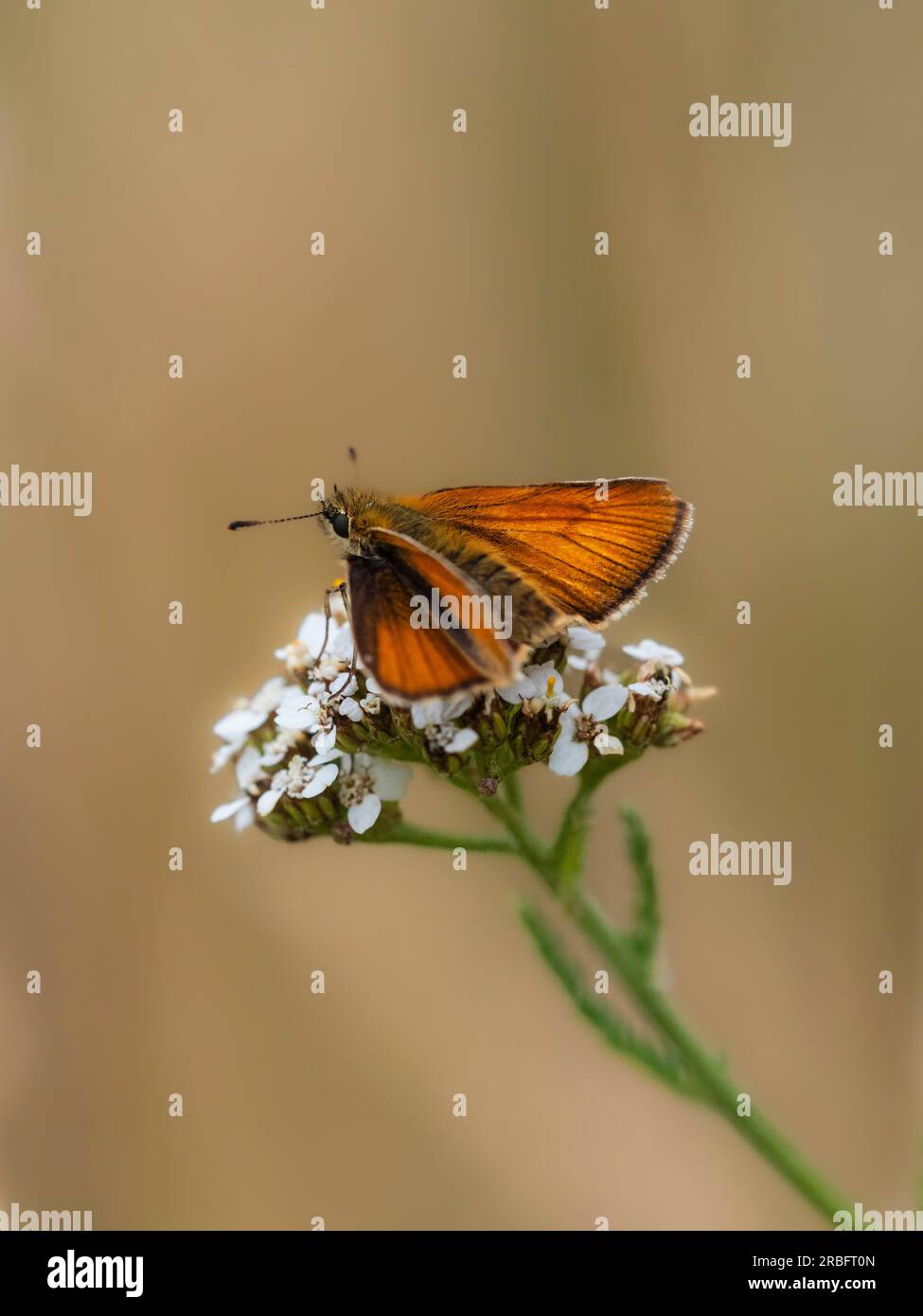 Grande farfalla skipper, Ochlodes sylvanus, che si nutre di yarrow, Achillea millefolium, in una prateria del Regno Unito Foto Stock