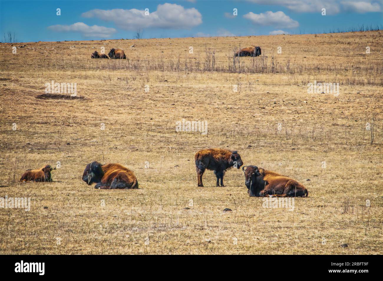 il bisonte shaggy giace sparso su prati alti in inverno Foto Stock il bisonte shaggy giace sparso su prati alti in inverno Foto Stock
