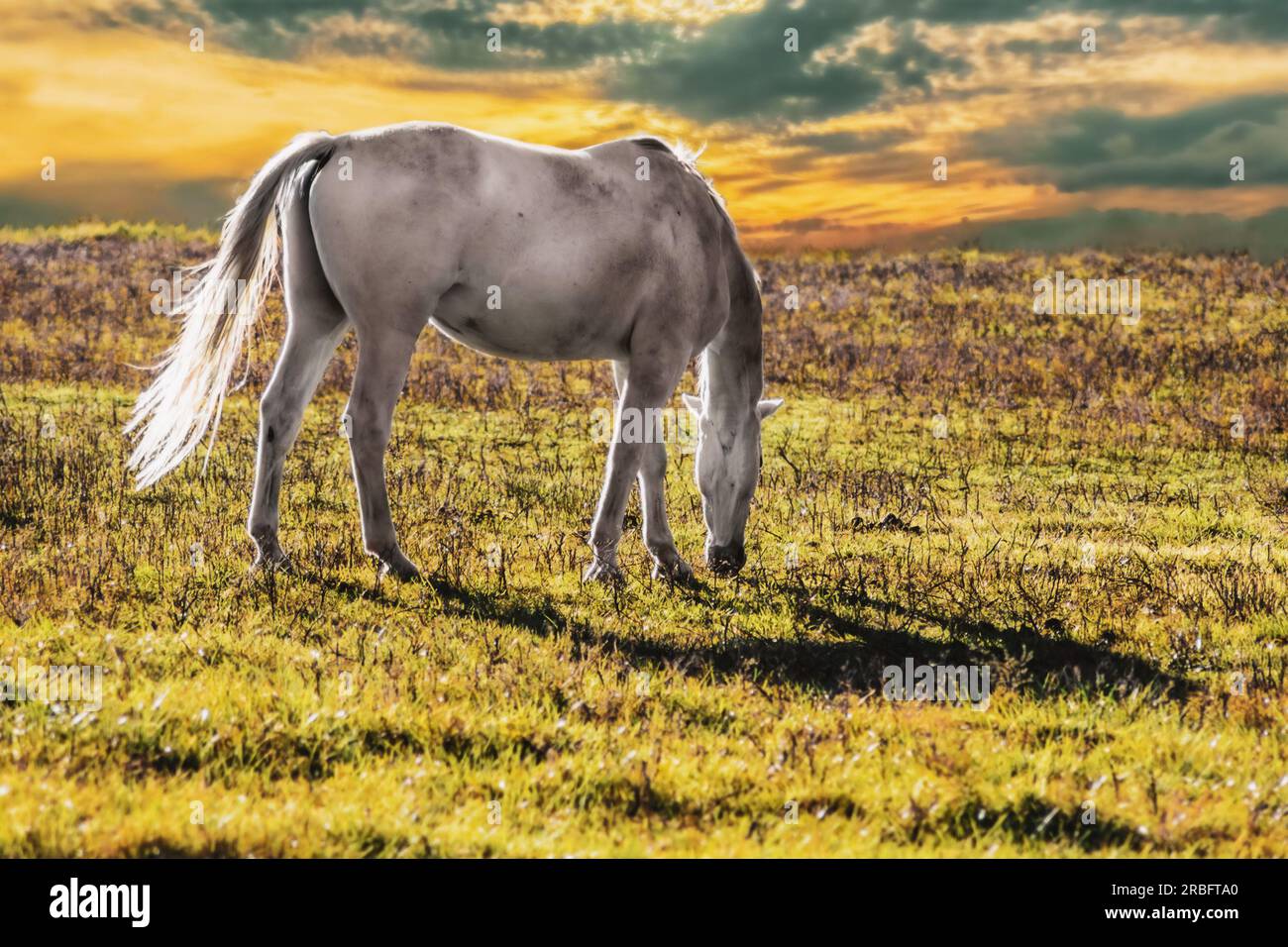 Cavallo bianco che pascolava nel pascolo illuminato dal sole all'ora d'oro, al tramonto con il sole che si infrangeva tra nuvole scure, primo piano, spazio per la copia Foto Stock