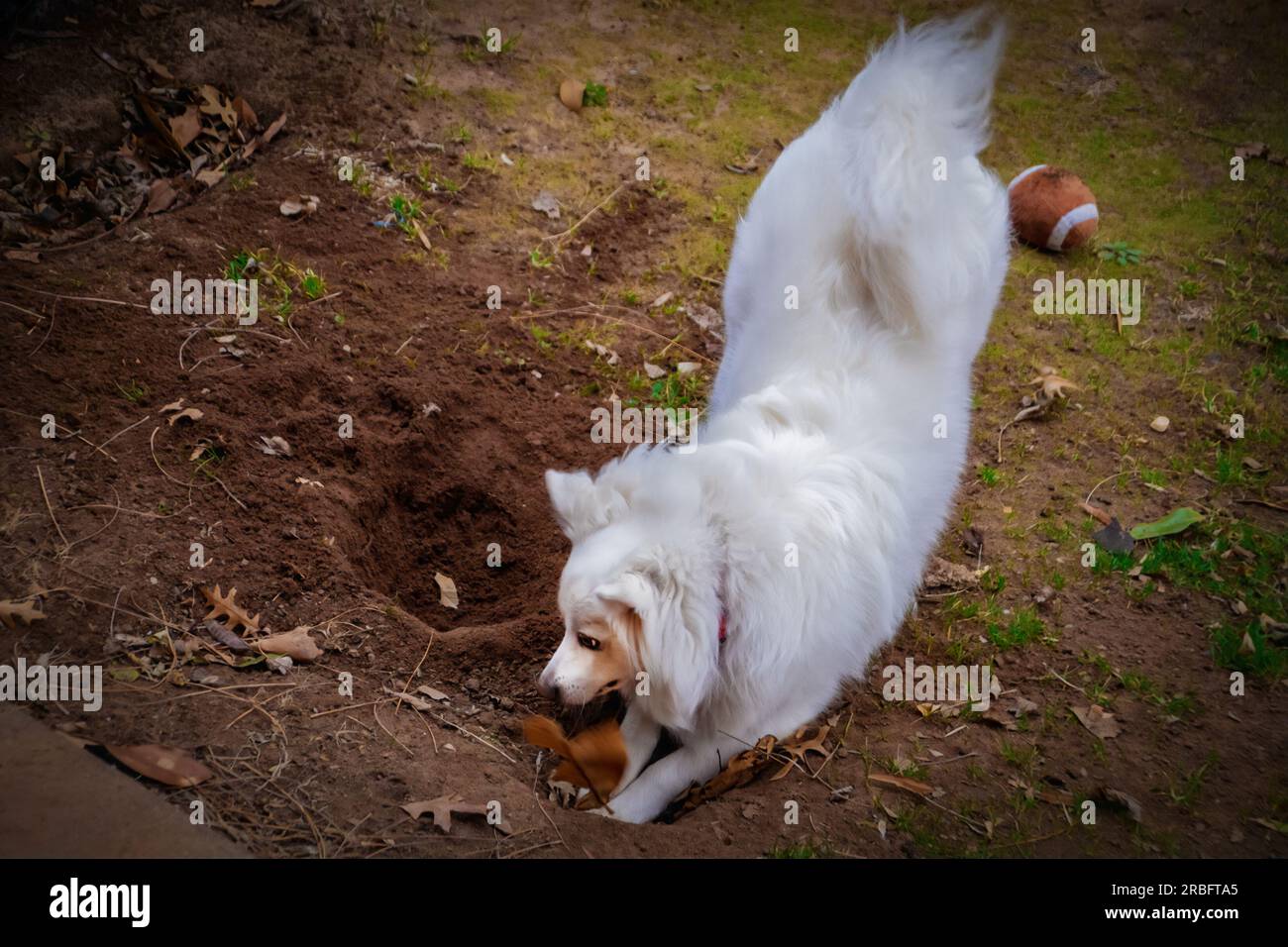 White Spritz American Eskimo cane che scavava un buco nella sporcizia marrone con un po' di erba primaverile e un giocattolo da football fuzzy - concentrati sul viso - qualche movimento b Foto Stock