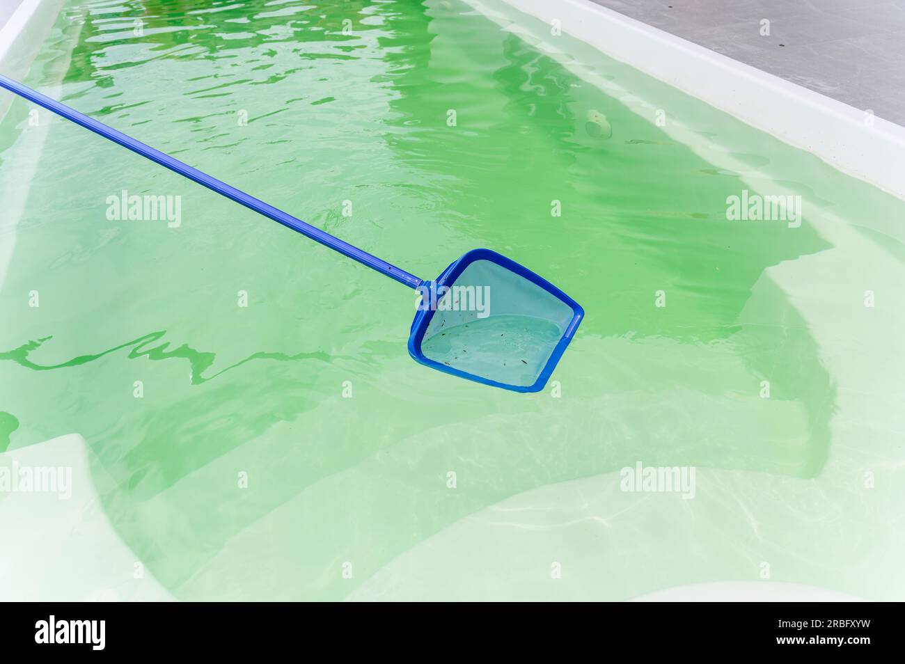 Pulire una piscina con un raschiatore a rete. La lunga rete pulisce foglie e insetti dalla superficie dell'acqua. Foto Stock