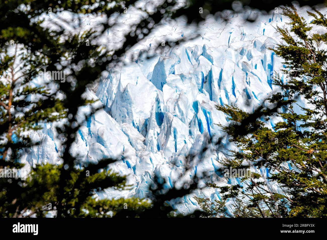Avvicinamento del ghiaccio del ghiacciaio Perito Moreno, visto tra gli alberi della foresta che lo circondano Foto Stock