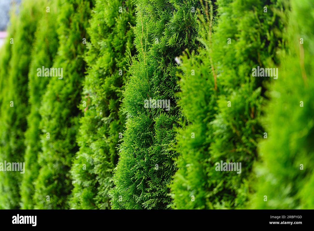 Una fila di thuja verde sotto forma di recinzione nel cortile Foto Stock