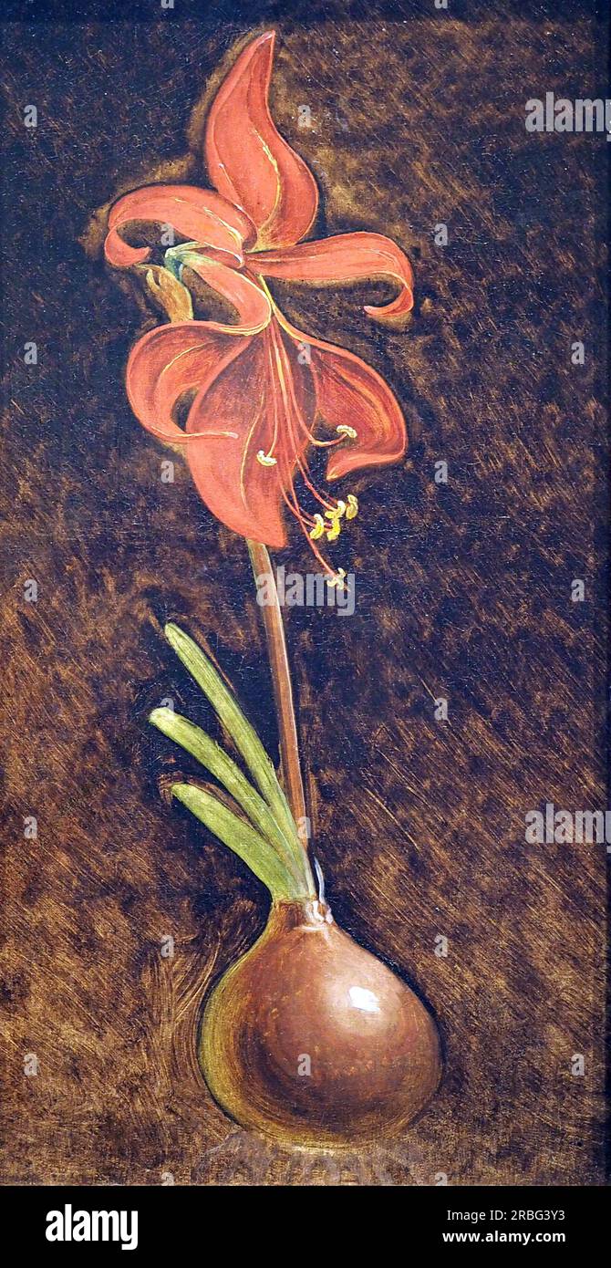 Amaryllis Formosissima di Philipp otto Runge Foto Stock