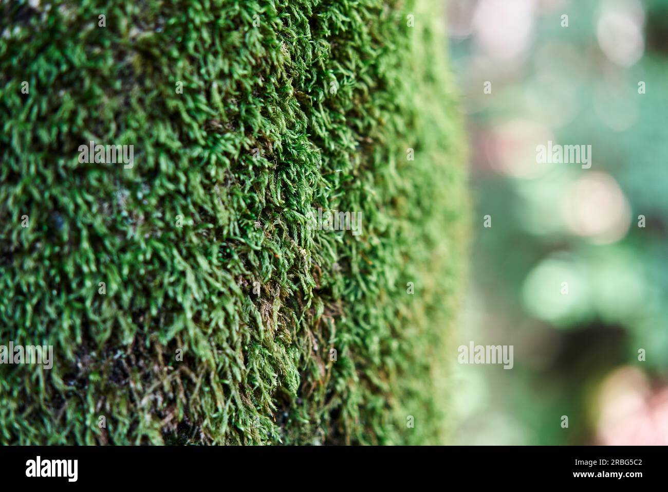 Geen muschio texture in foresta. Natura sfondo Foto Stock