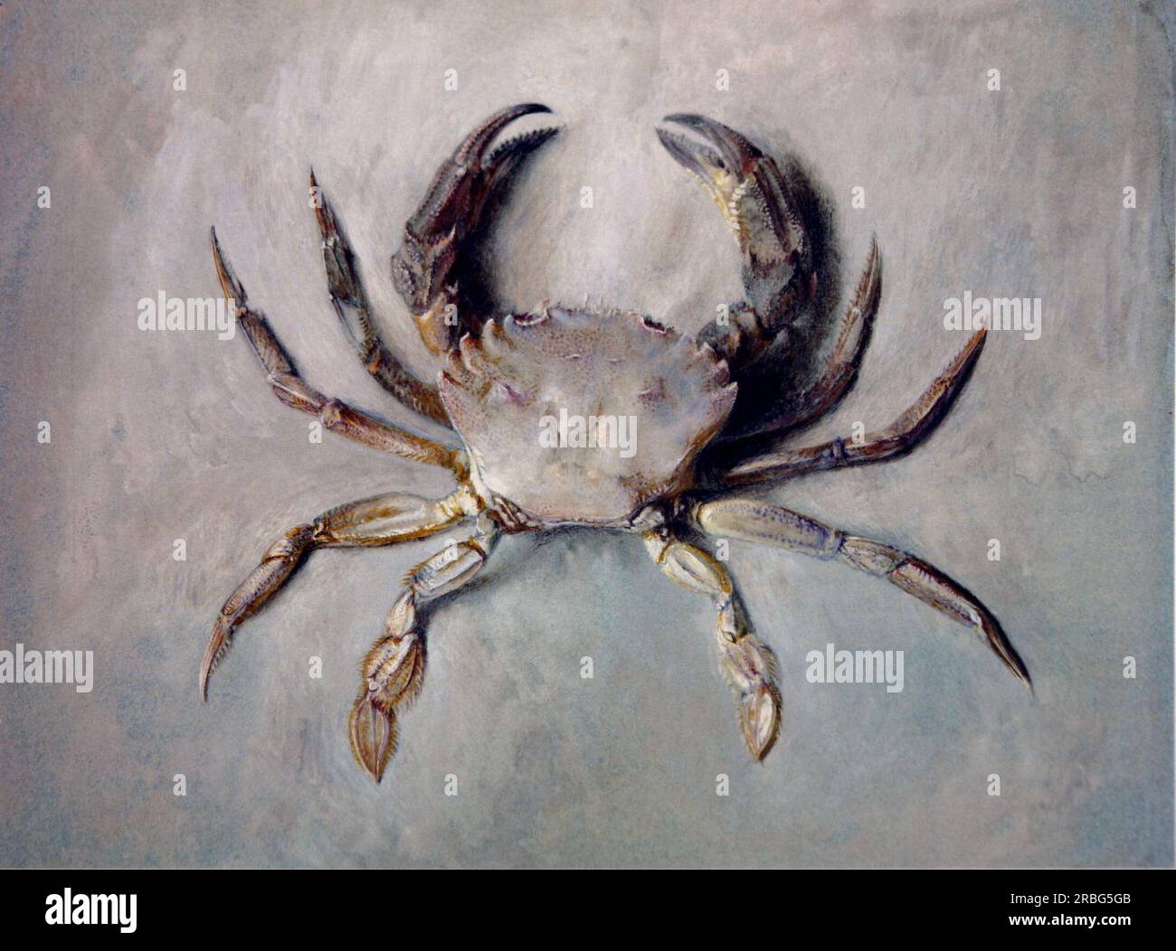 Velvet Crab 1871 di John Ruskin Foto Stock