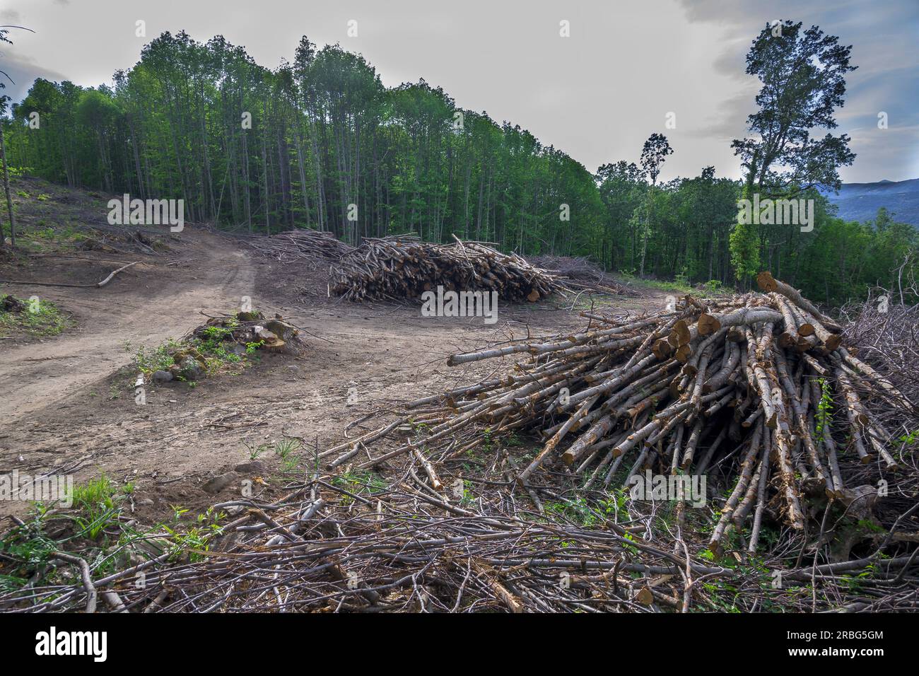 Taglio di alberi deforestazione abbattimento di castagni nella valle Ambroz Foto Stock