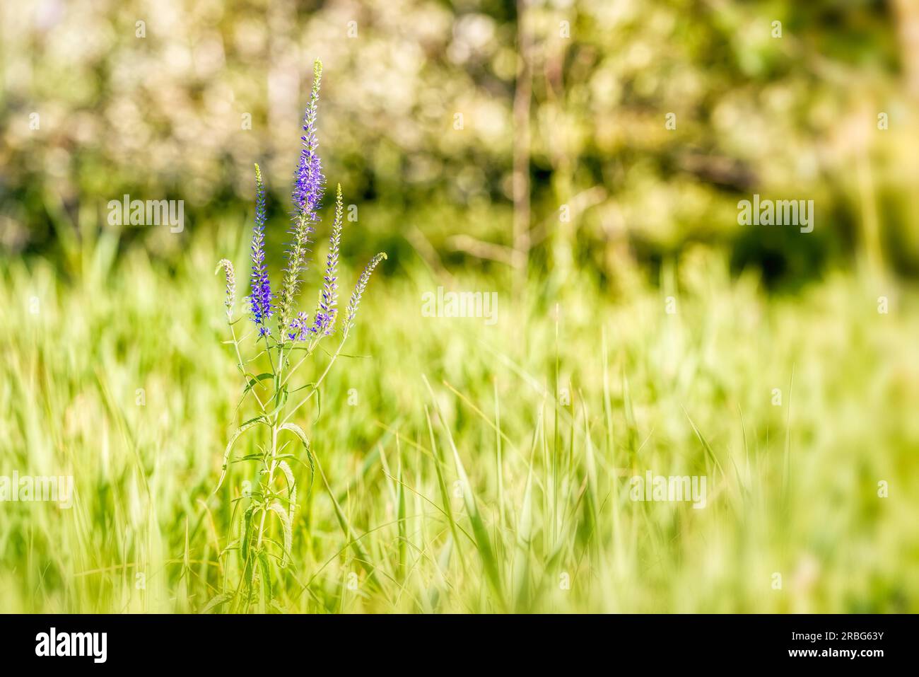 Pseudolysimachion longifolium, conosciuto anche come Garden speedwell o Longleaf speedwell (Veronica longifolia), che cresce nel prato sotto la calda estate Foto Stock