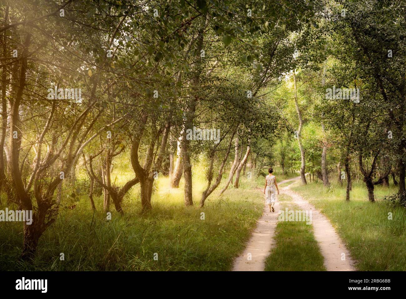 Una donna adulta è a piedi nella foresta vicino alla città di Kiev in Ucraina. I raggi del sole passano attraverso i rami degli alberi creando un atmosfera magica Foto Stock