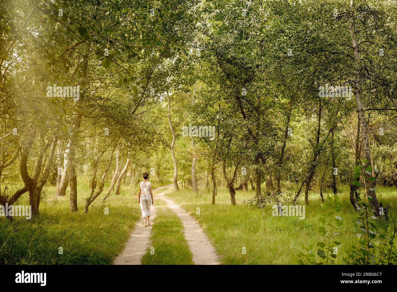 Una donna adulta è a piedi nella foresta vicino alla città di Kiev in Ucraina. I raggi del sole passano attraverso i rami degli alberi creando un atmosfera magica Foto Stock