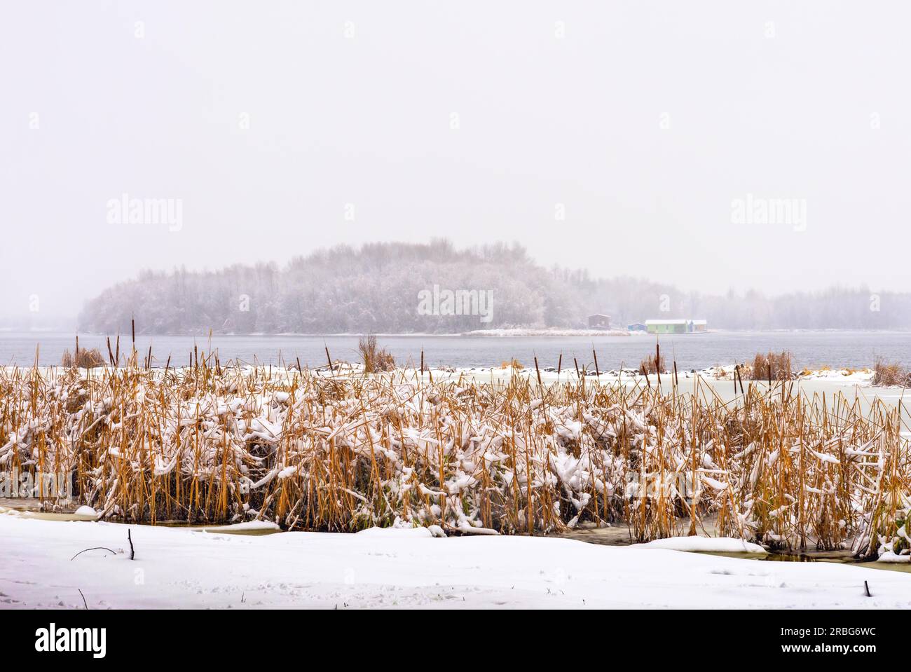 Bulrush vicino al fiume Dnieper durante una fredda e nevosa giornata invernale. Il cielo è coperto da nuvole e fiocchi di neve cadono dolcemente sugli alberi e su Foto Stock