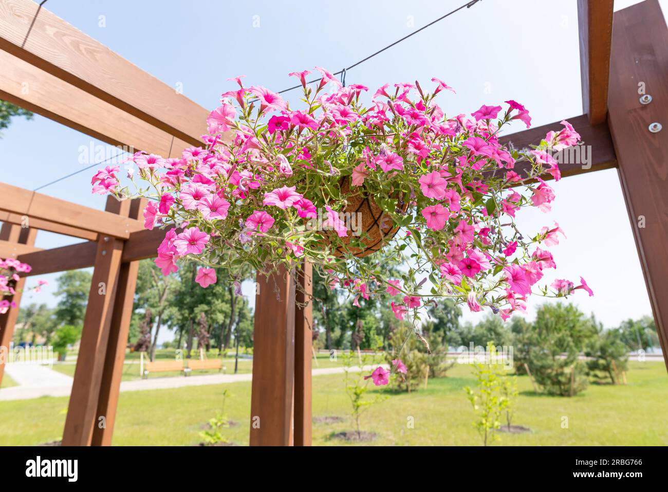 Giardino pensile di rose rosa di petunia nel parco Natalka di Kiev, Ucraina, sotto un caldo sole primaverile. I fiori sono posti in cesti sospesi da Foto Stock