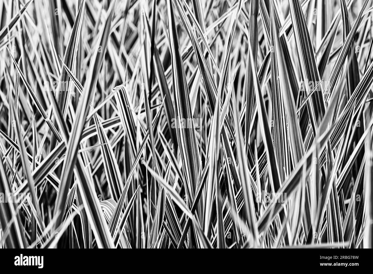 Immagine in bianco e nero di foglie di Phalaris arundinacea verdi e bianche, note anche come canne erba canarina e giardinaggio, che crescono in un parco di Foto Stock