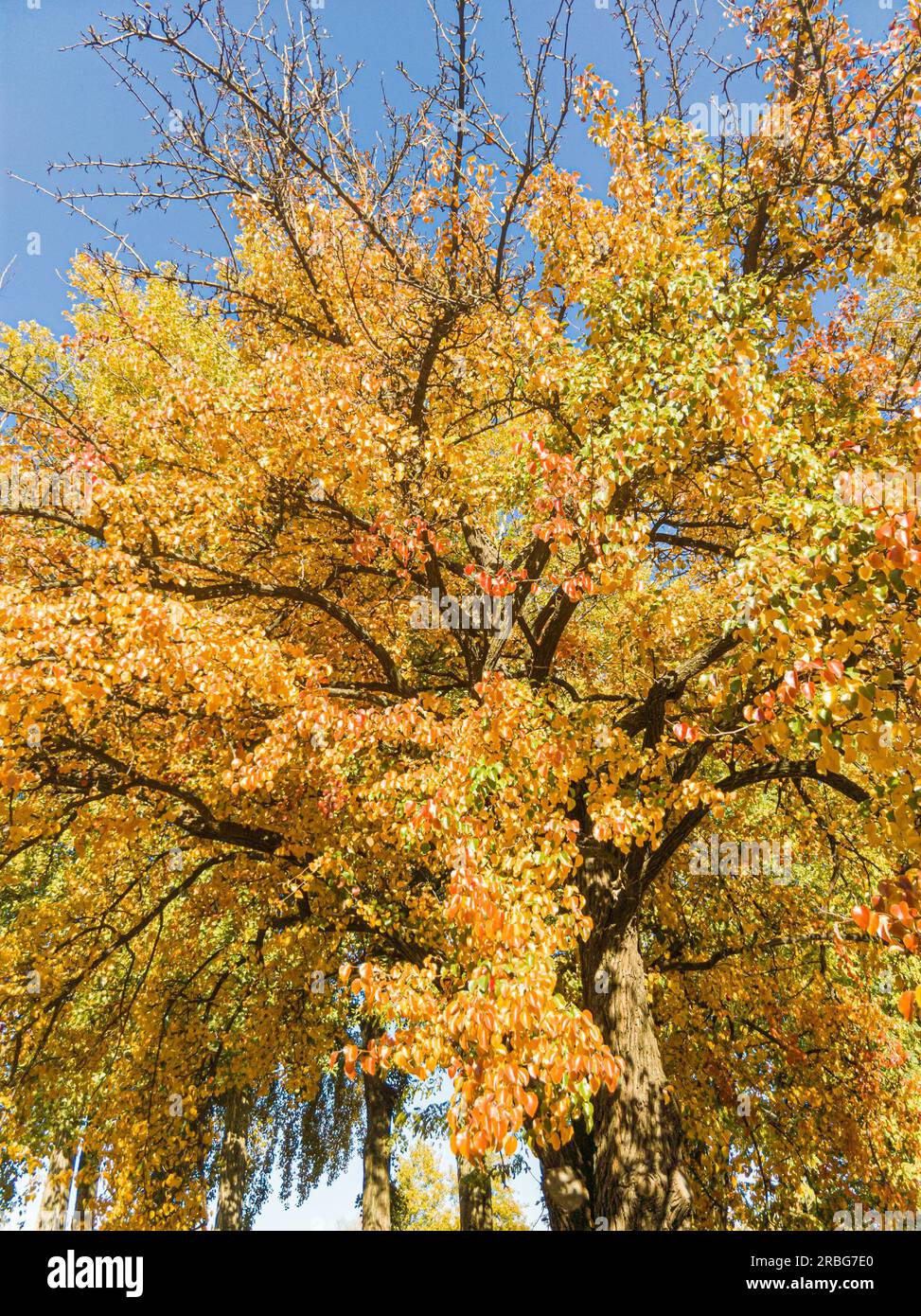 Dettaglio del fogliame di un enorme albero di pera in autunno con verde, arancio e foglie di oro Foto Stock