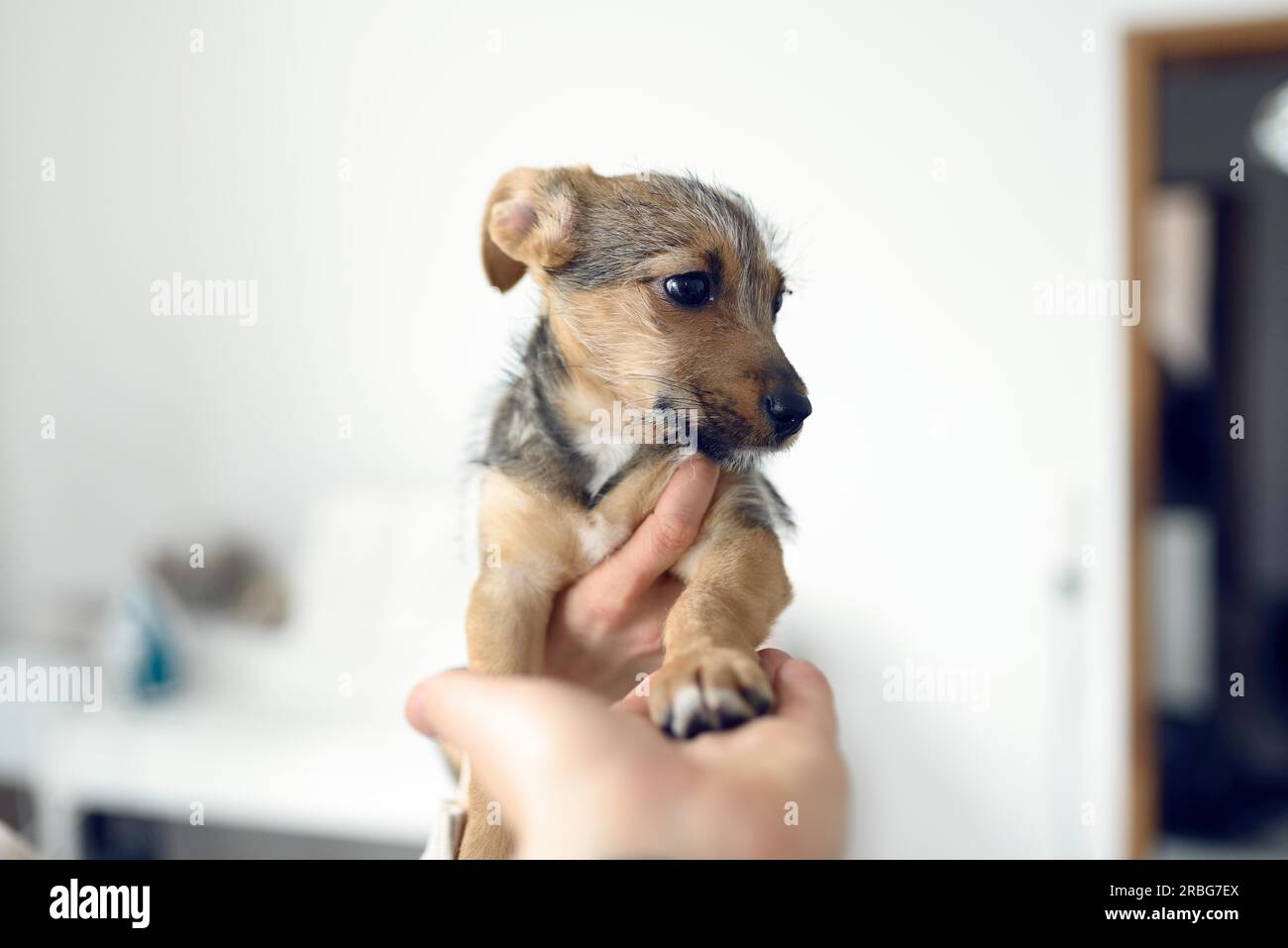 Close-up shot di piccolo cucciolo di colore rosso chiaro fur essendo mantenuto in mani femminili contro il muro bianco sfumato in background Foto Stock