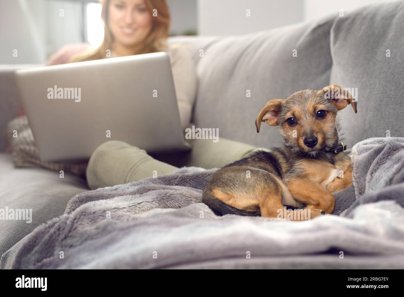 Piccolo cucciolo di cane per la posa su un lenzuolo sul divano guardando lontano con il suo proprietario donna con notebook sfocati in background. Spazio di copia Foto Stock