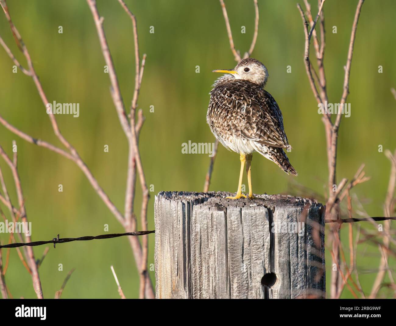 Un bellissimo arenile arroccato su un vecchio fencepost intemprato nelle praterie del Nebraska settentrionale. Foto Stock