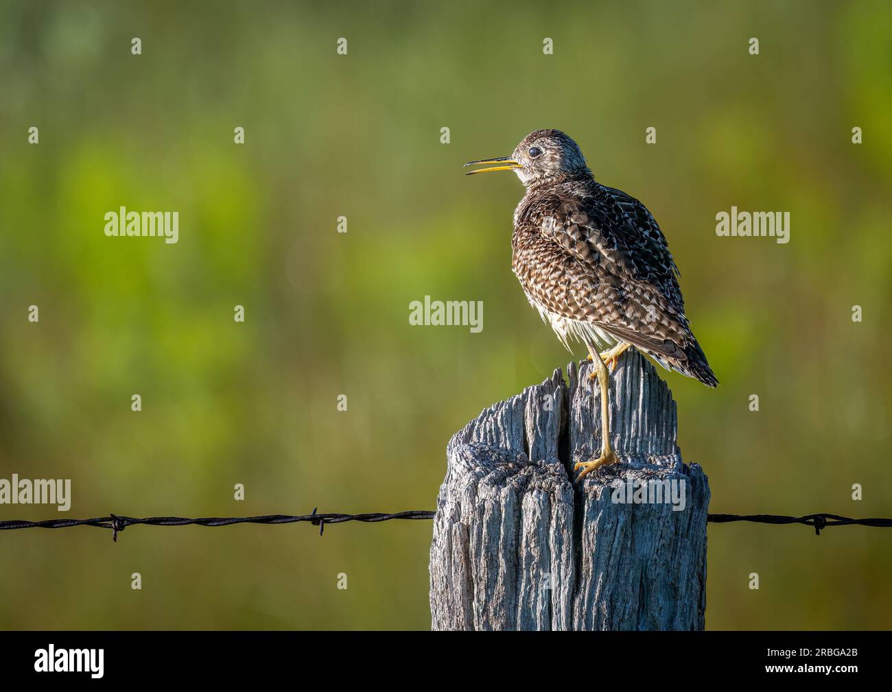 Un bellissimo arenile arroccato su un vecchio fencepost intemprato nelle praterie del Nebraska settentrionale. Foto Stock