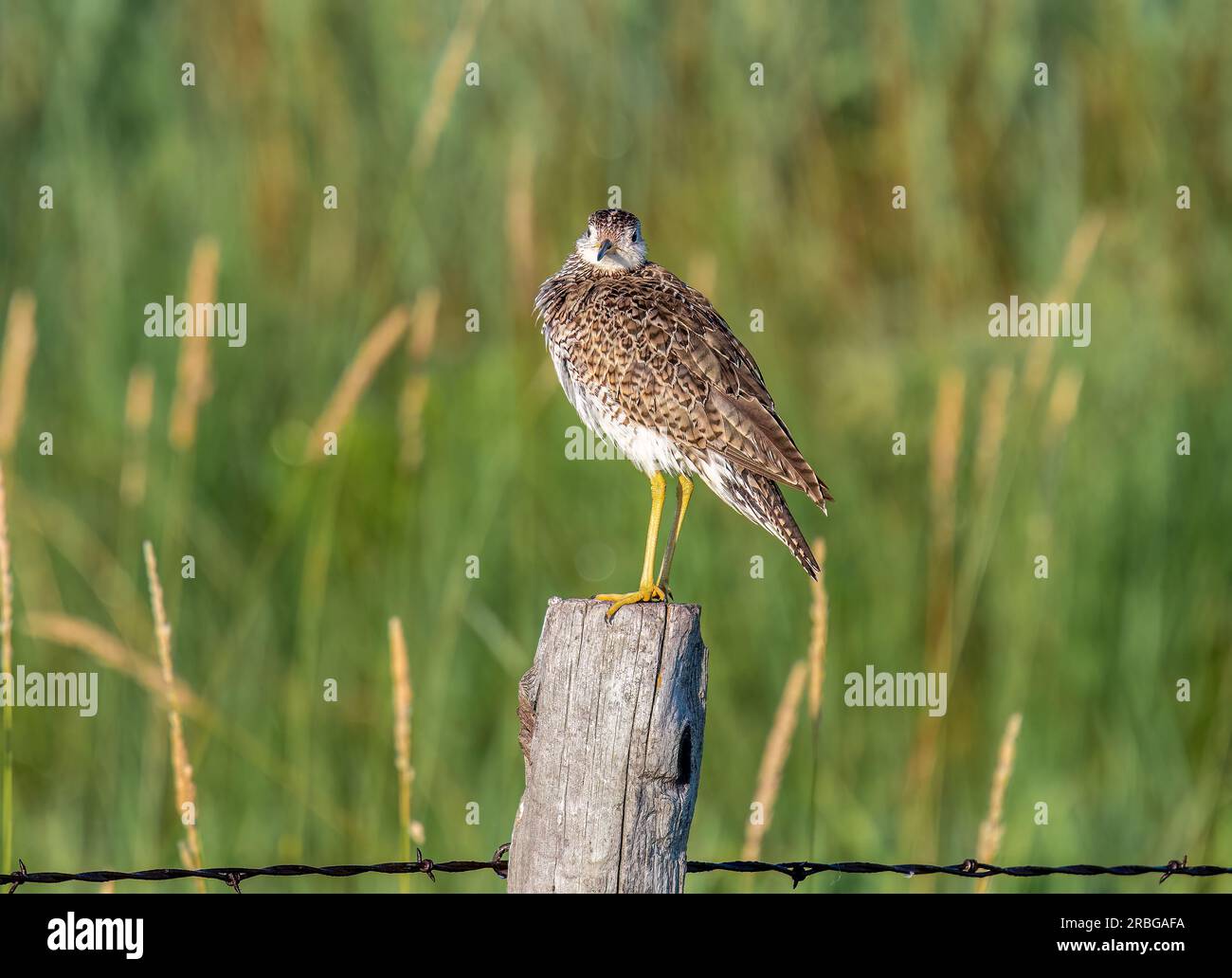 Un bellissimo arenile arroccato su un vecchio fencepost intemprato nelle praterie del Nebraska settentrionale. Foto Stock