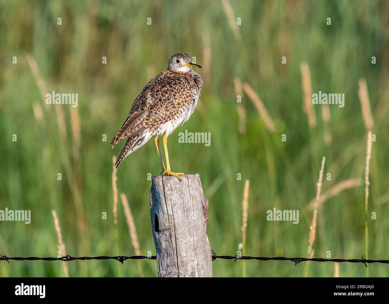 Un bellissimo arenile arroccato su un vecchio fencepost intemprato nelle praterie del Nebraska settentrionale. Foto Stock