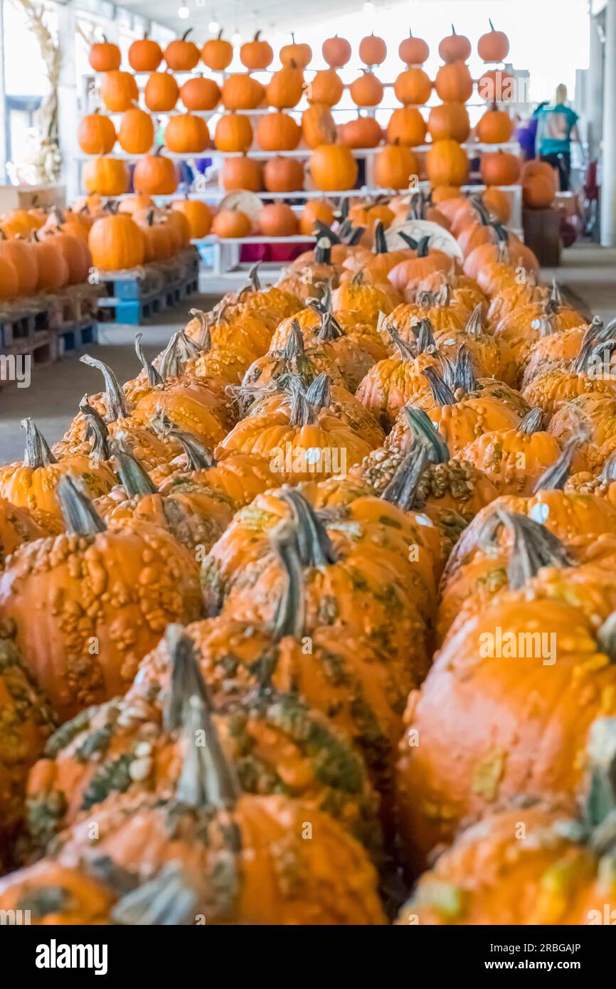 Zucche in attesa di essere vendute per il festival di Halloween Foto Stock