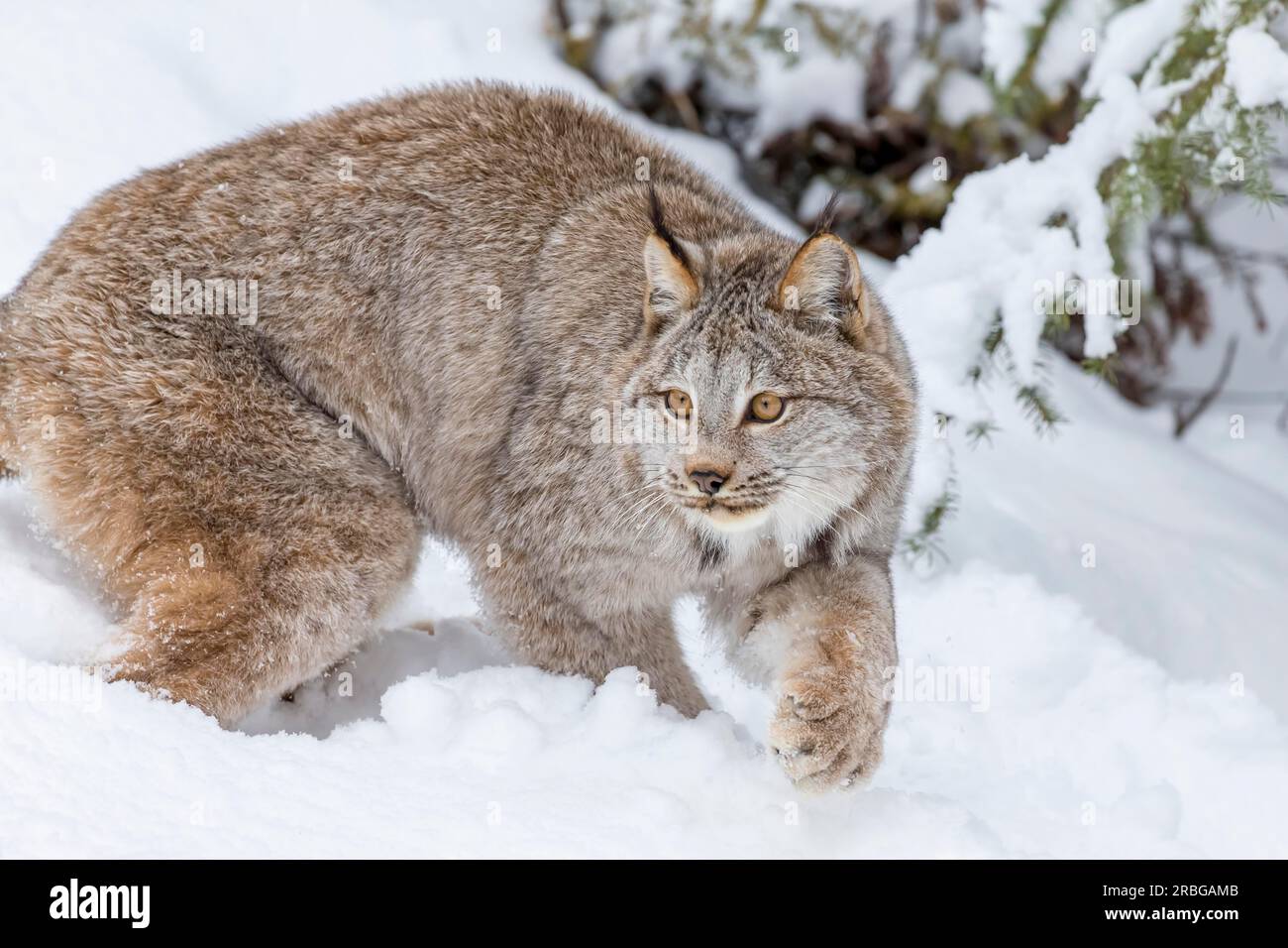 Un bobcat caccia le prede in un habitat innevato della foresta Foto Stock