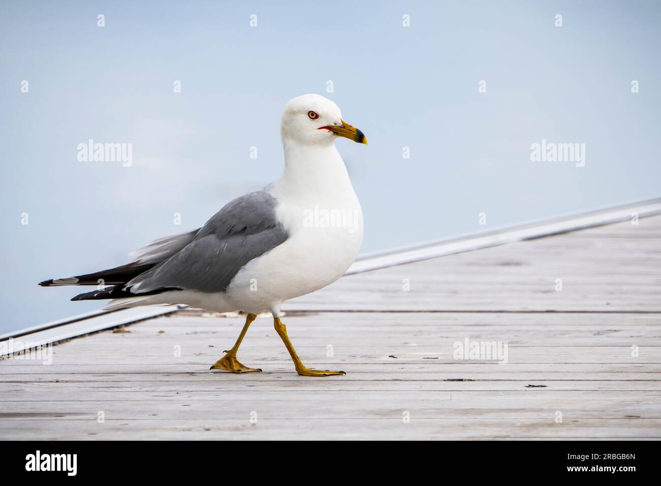 Gabbiano con becco ad anello che indaga su un molo lungo la St. Lawrence River Foto Stock